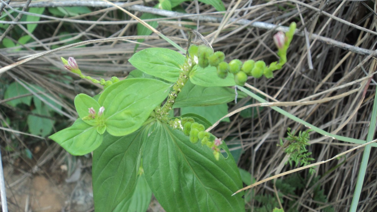 Spigelia anthelmia L.